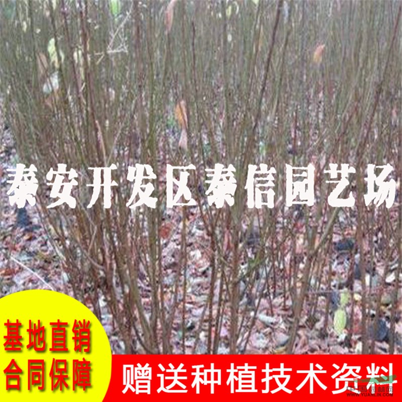 青奈李子苗基地 青奈李子苗價(jià)格