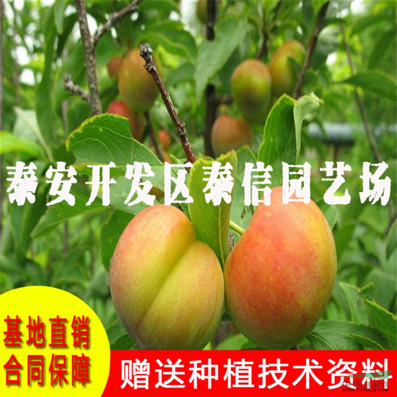 青奈李子苗基地 青奈李子苗價(jià)格