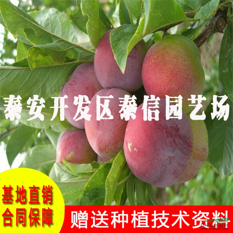 黃金奈李子苗批發(fā) 黃金奈李子苗基地