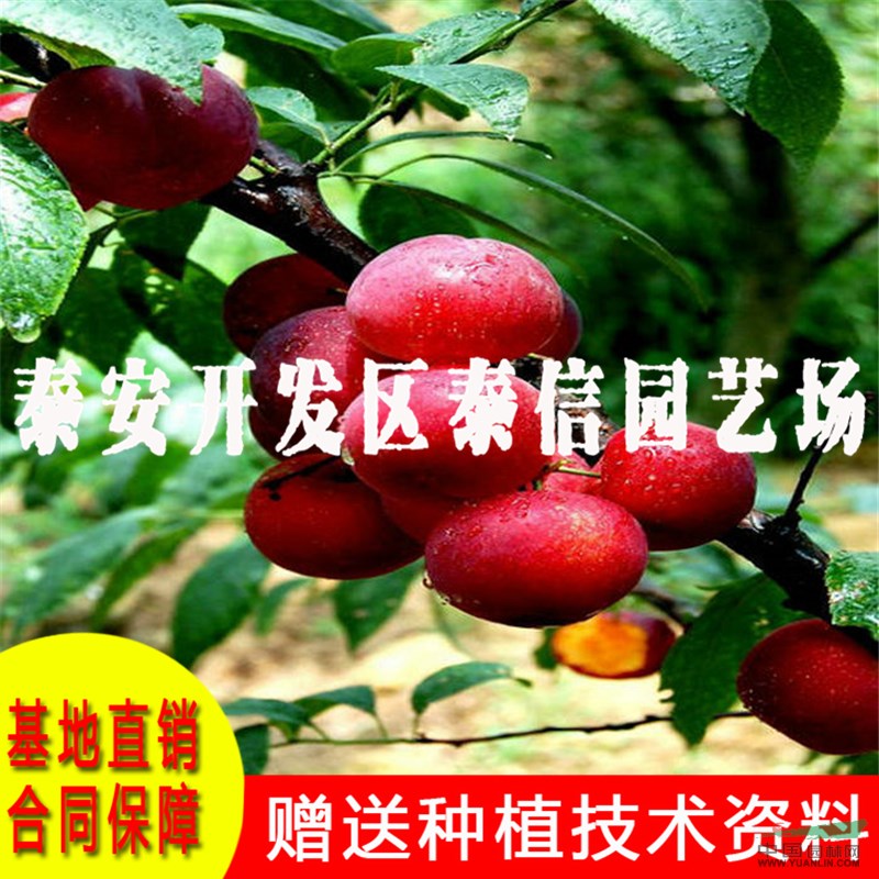 黃金奈李子苗批發(fā) 黃金奈李子苗基地