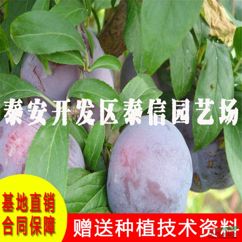珍珠李子苗批發(fā) 珍珠李子苗價(jià)格