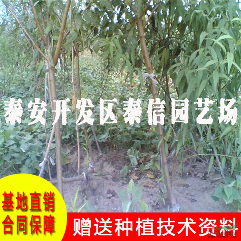 珍珠李子苗批發(fā) 珍珠李子苗價(jià)格