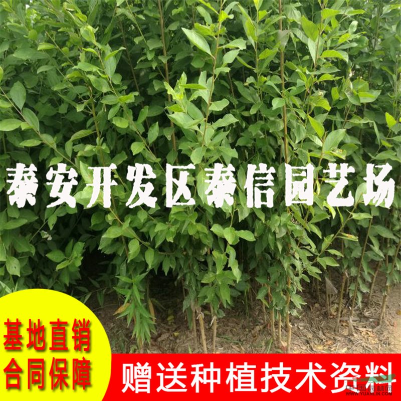 早紅李苗價格 早紅李苗基地