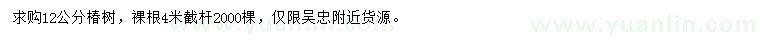 求購12公分椿樹