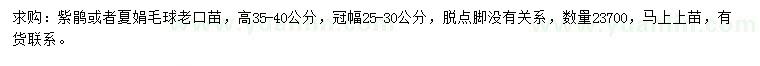 求購高35-40公分紫鵑或夏娟