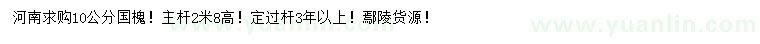 求購10公分國槐