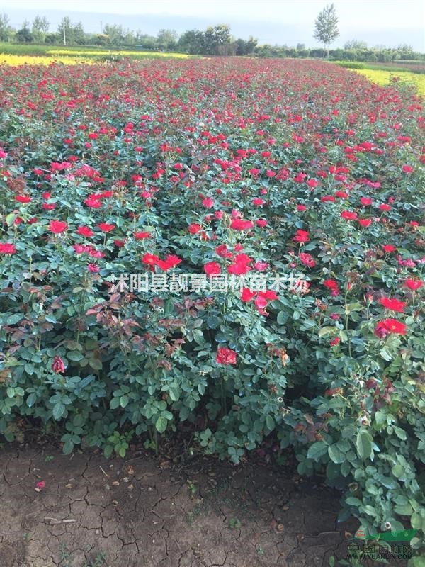 扦插红帽月季60公分高,红帽月季地栽苗,红帽月季价格下跌了