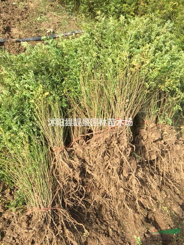 扦插红帽月季60公分高,红帽月季地栽苗,红帽月季价格下跌了