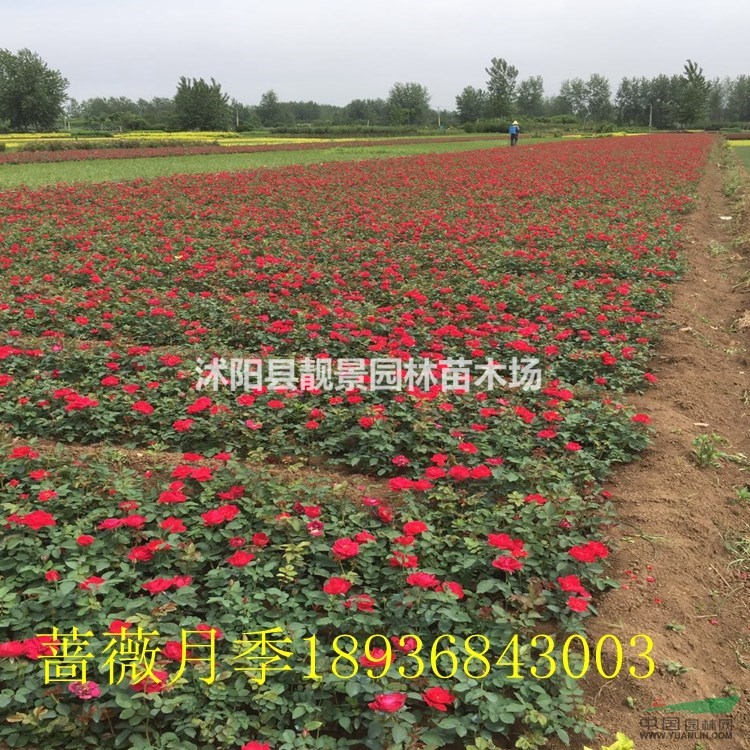 扦插红帽月季60公分高,红帽月季地栽苗,红帽月季价格下跌了