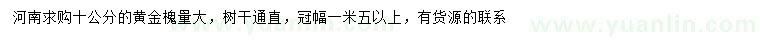 求購10公分黃金槐