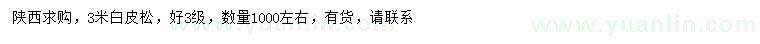 求購3米白皮松