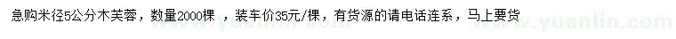 求購米徑5公分木芙蓉