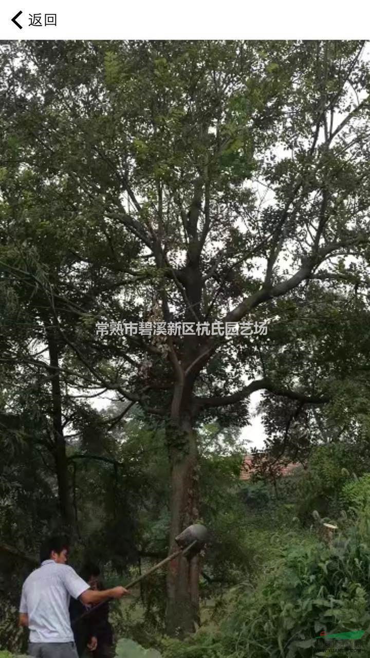 江蘇樸樹31公分6200元，32公分樸樹6400元。