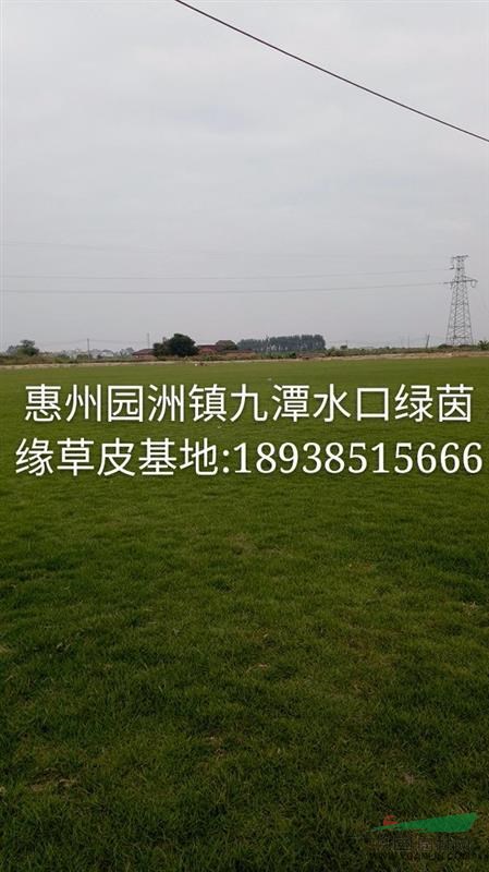 廣東草卷草皮批發(fā)廣東草坪批發(fā)廣東臺(tái)灣草皮卷場廣東馬尼拉草皮基