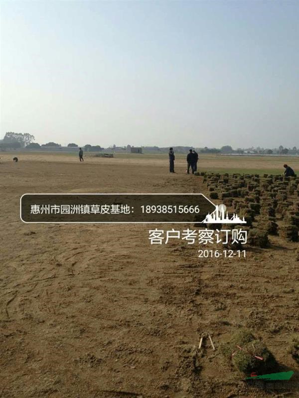 廣東草卷草皮批發(fā)廣東草坪批發(fā)廣東臺(tái)灣草皮卷場廣東馬尼拉草皮基