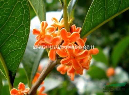 15公分桂花價(jià)格,15公分八月桂什么價(jià)格