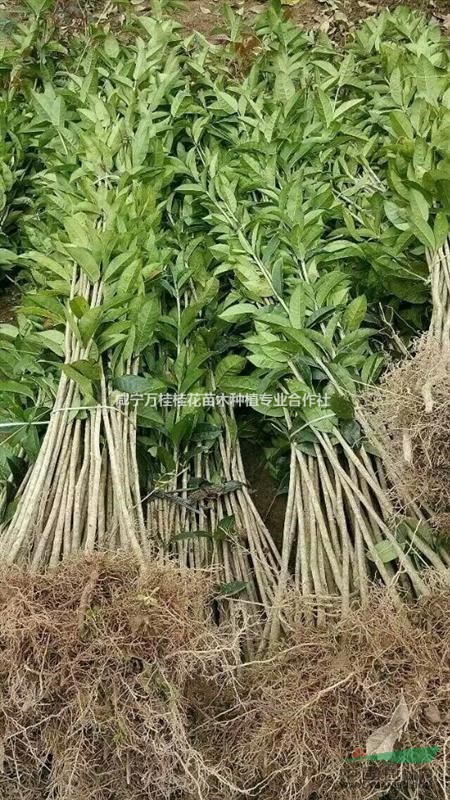 1公分桂花苗/1公分小苗報價