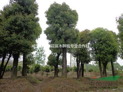 香樟、廣玉蘭、紫薇、桂花、欒樹