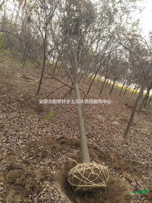 10公分紅櫸12公分櫸樹，地苗供應(yīng)