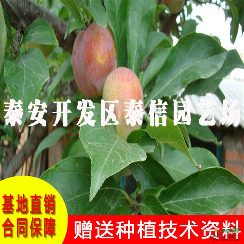 黃金奈李苗價格 黃金奈李苗批發(fā)