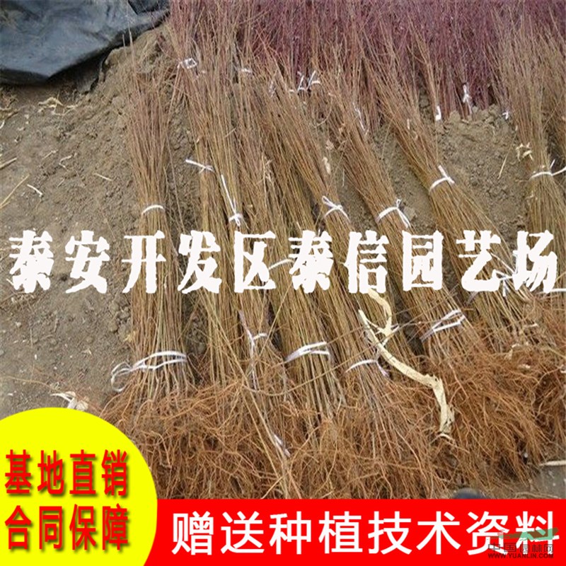 黃金奈李苗價格 黃金奈李苗批發(fā)