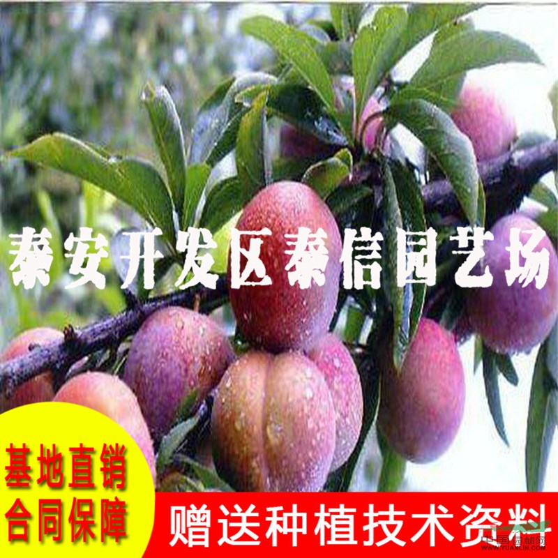 酥李樹苗價格 酥李樹苗批發(fā)