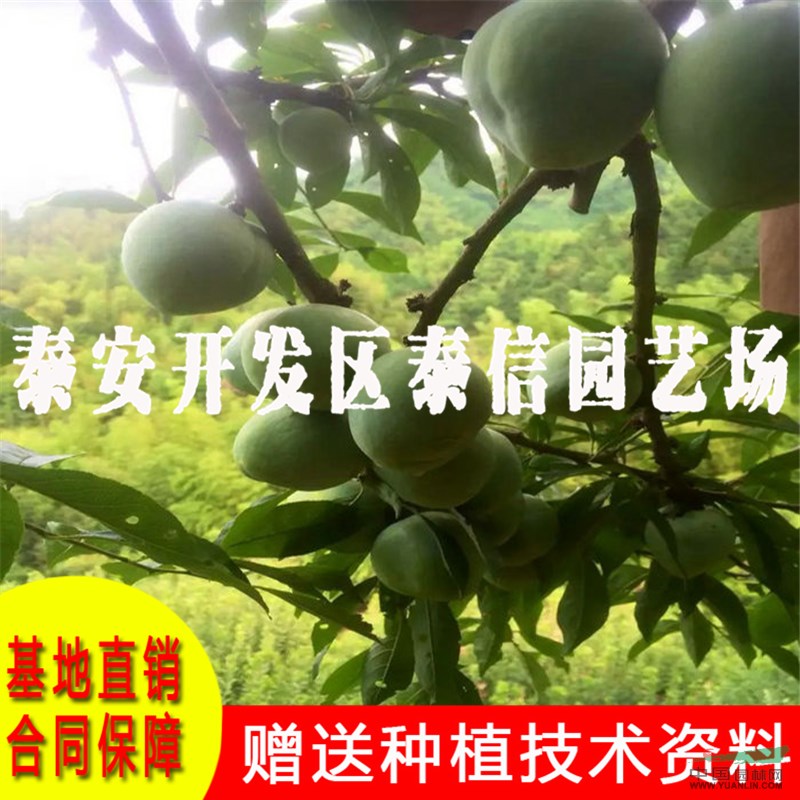 脆紅李樹苗價格 脆紅李樹苗基地