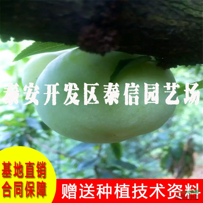 脆紅李樹苗價格 脆紅李樹苗基地