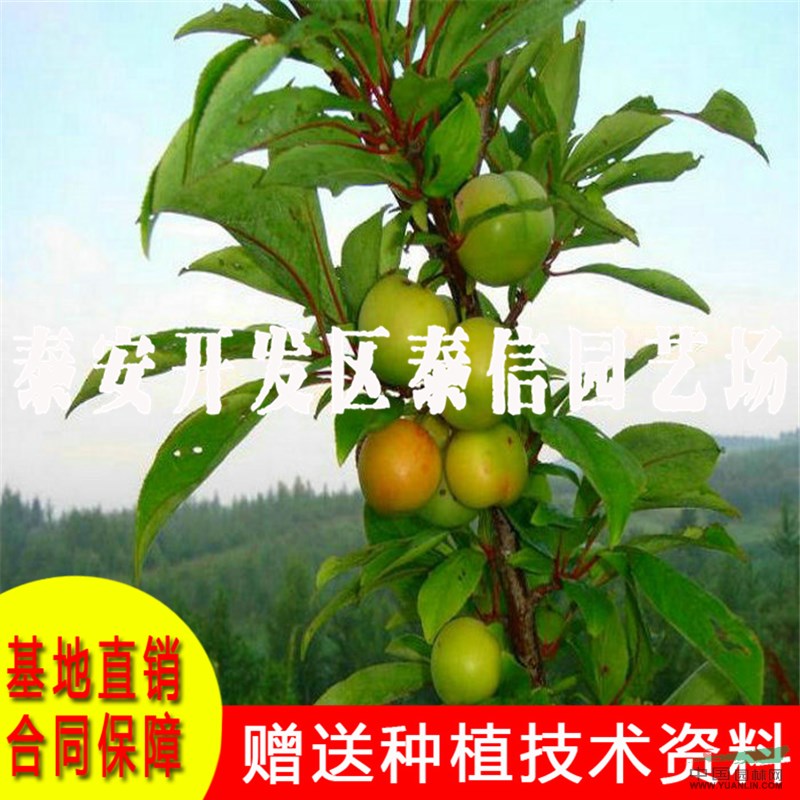 沙子空心李樹苗價(jià)格 沙子空心李樹苗批發(fā)