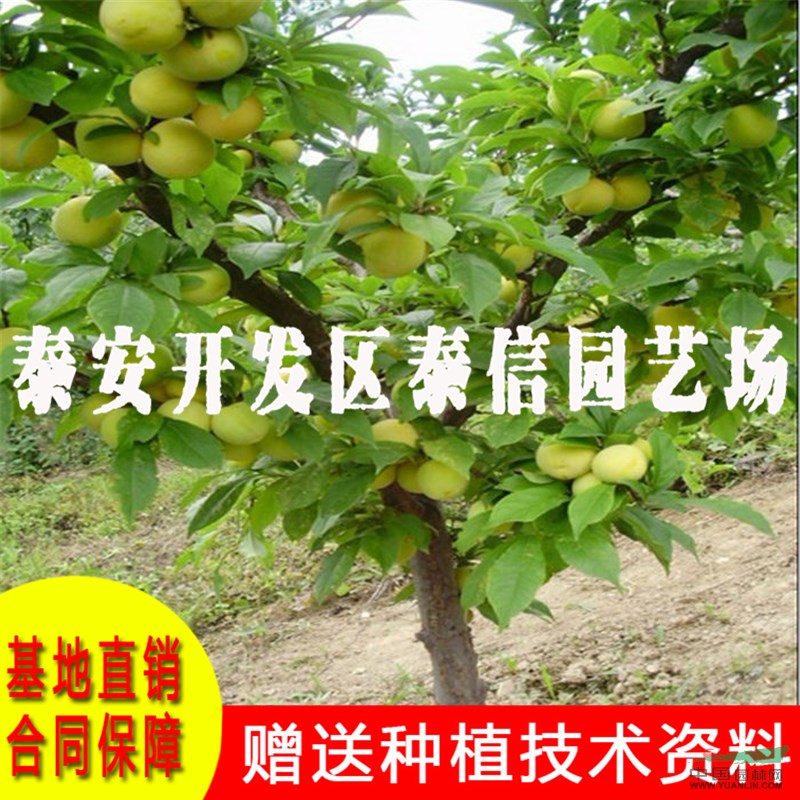 青脆李樹苗批發(fā) 青脆李樹苗價格