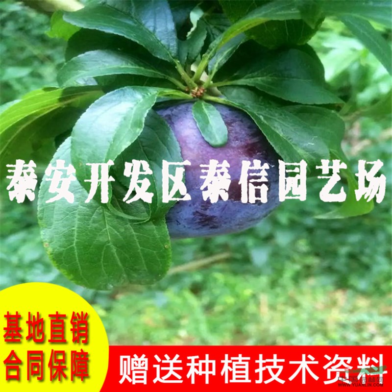 早紅李樹苗基地 早紅李樹苗價格