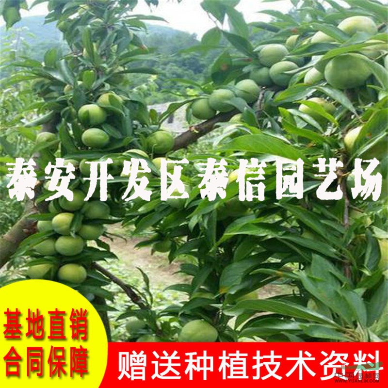 早紅李樹苗基地 早紅李樹苗價格