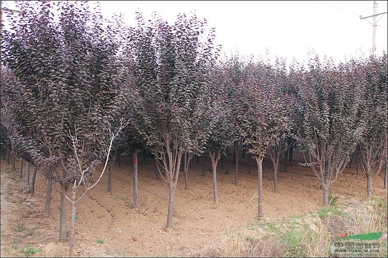 6公分紫葉李基地 8公分紫葉李價格