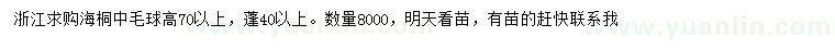 求購高70公分以上海桐中毛球