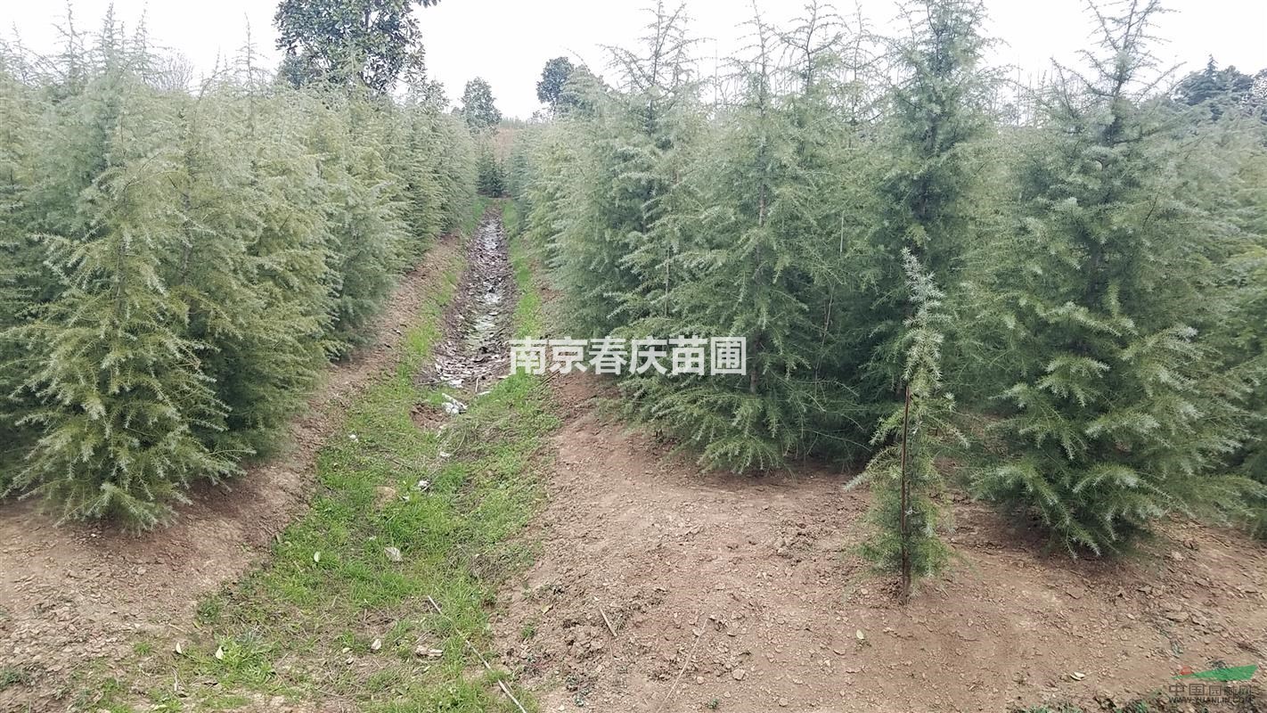 雪松樹苗價格多少錢一棵 高度4米雪松多少錢一棵