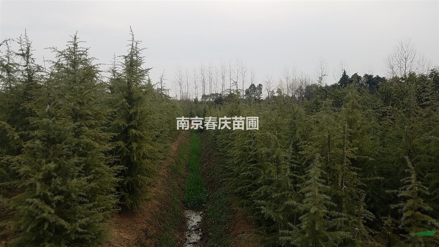 雪松樹苗價格多少錢一棵 高度4米雪松多少錢一棵