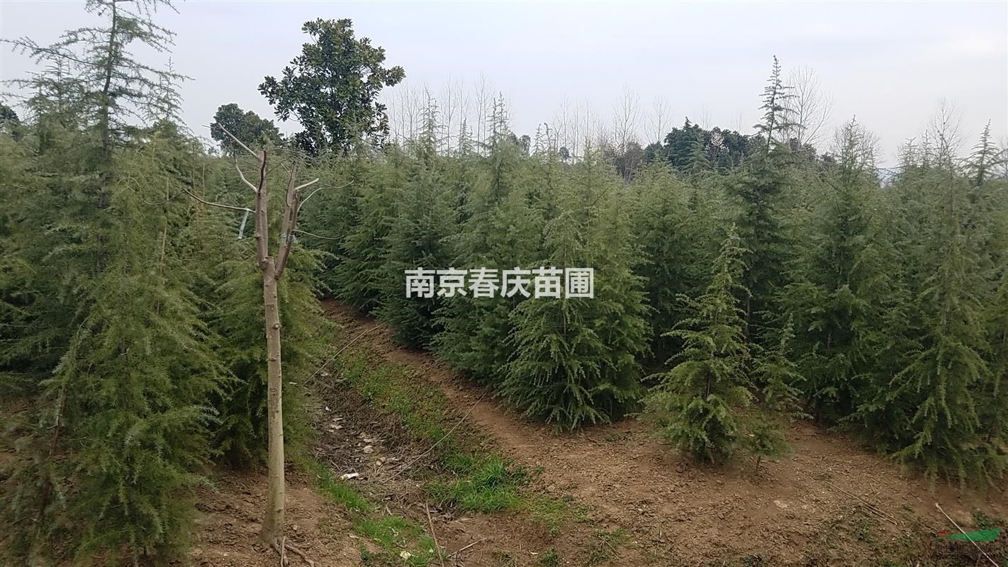 2米3米雪松樹苗價格哪里便宜