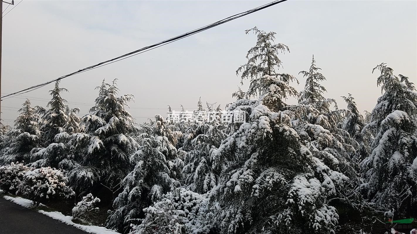 2米3米雪松樹苗價格哪里便宜