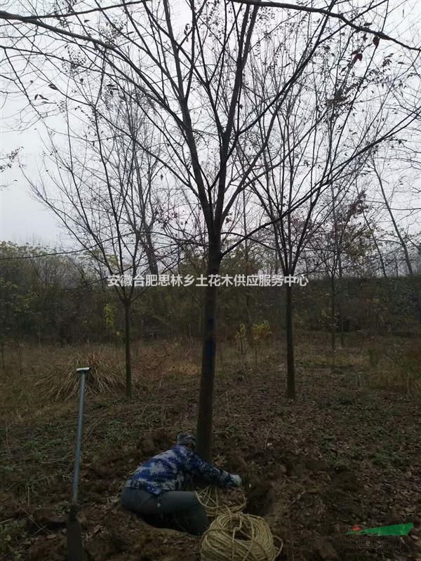 12公分櫸樹/紅櫸