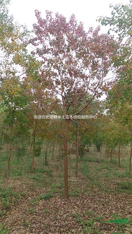 10公分烏桕10公分烏桕批發(fā)10公分烏桕產(chǎn)地