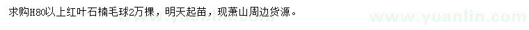 求購(gòu)高80公分以上紅葉石楠毛球
