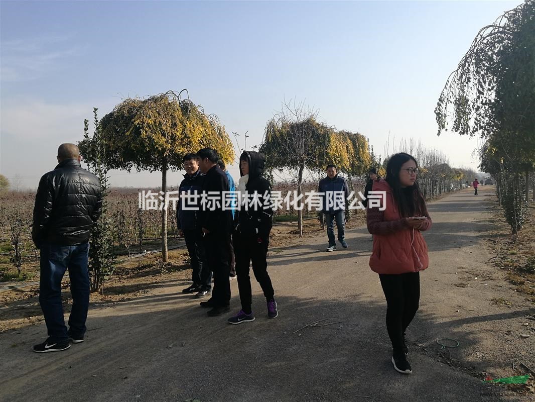 鄭州豐樂集團考察團走進(jìn)世標(biāo)園藝海棠花瓶造型基地