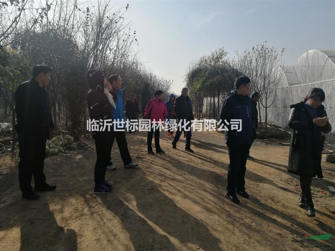 鄭州豐樂集團考察團走進(jìn)世標(biāo)園藝海棠花瓶造型基地