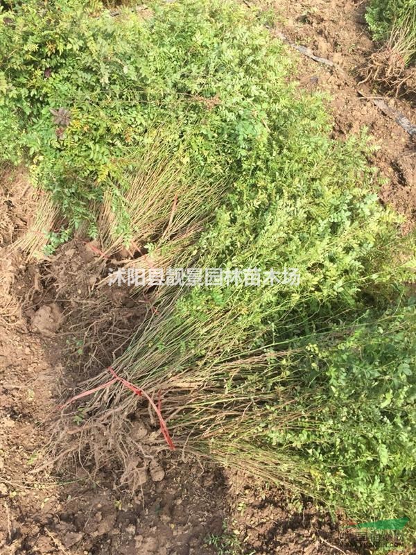 黄刺玫多少钱一颗,黄刺玫那里有,黄刺玫供应商