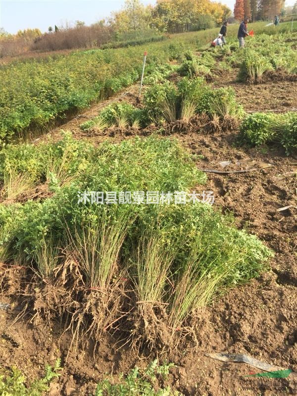 黄刺玫多少钱一颗,黄刺玫那里有,黄刺玫供应商