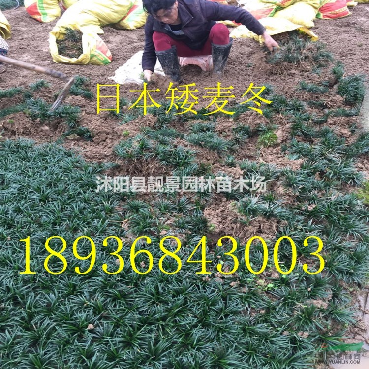 日本矮麦冬多少钱一斤,日本矮麦冬那里有货,日本矮麦冬基地批发