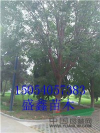 2017年3公分柿子樹苗價(jià)格