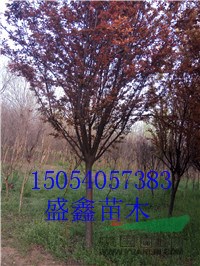 2017年3公分柿子樹苗價(jià)格