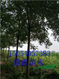 2017年4公分柿子樹苗基地