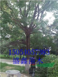 2017年5公分柿子樹苗價格行情